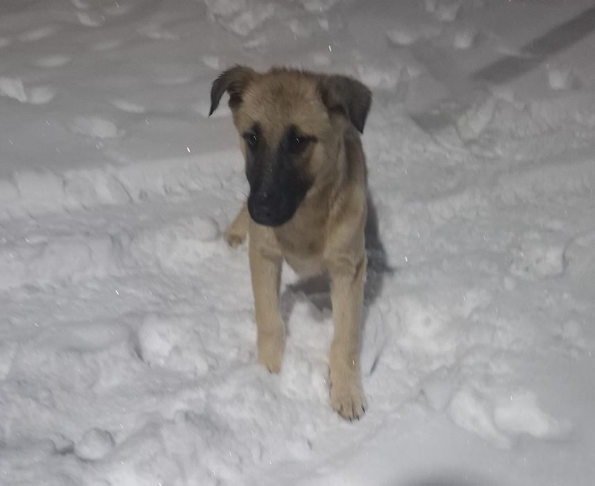 Щенок  очень ищет дом.