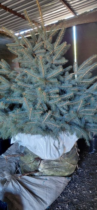 Продам Ель с комом 150кг