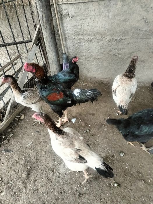 Куры дакан хороших кровей