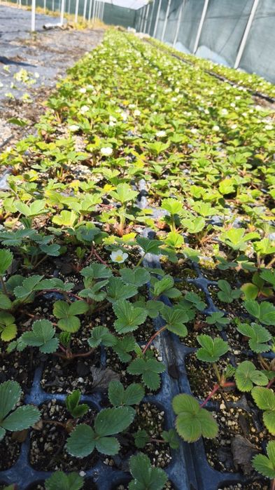 Саженцы клубники Мурано, Брина НСД сорта