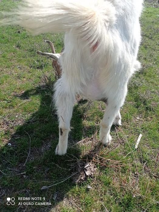 Продается козочка