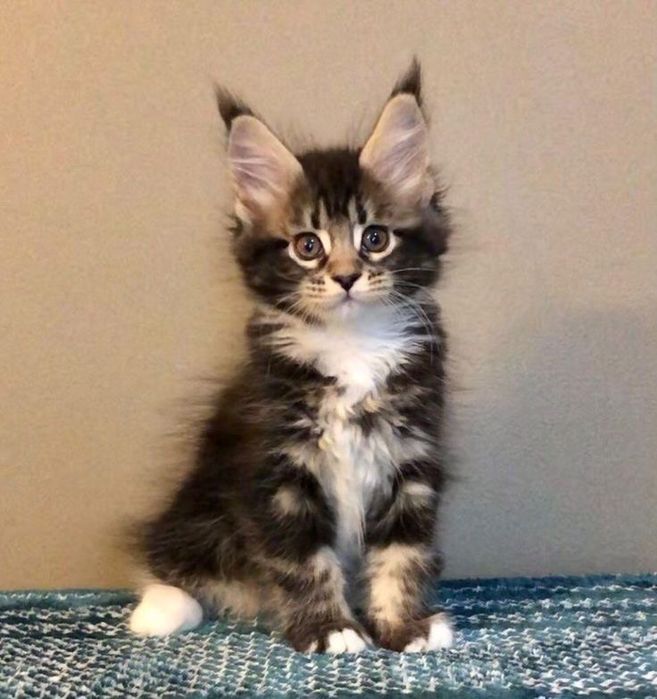 Maine Coon