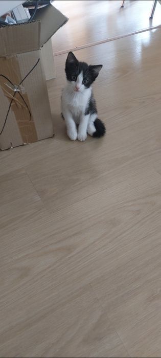 Очень ласковая кошечка с котенком!
