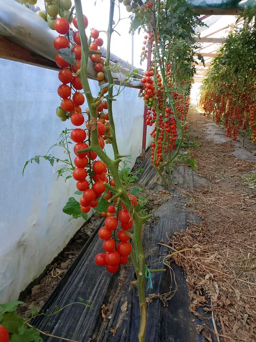 Roșii chery de vanzare producție proprie