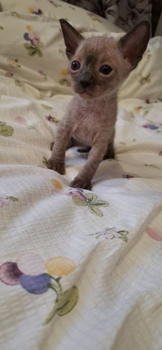 Мальчик сфинкс  велюровый