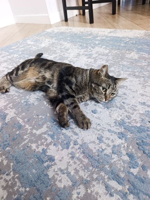 Отдам кошку стерилизованная