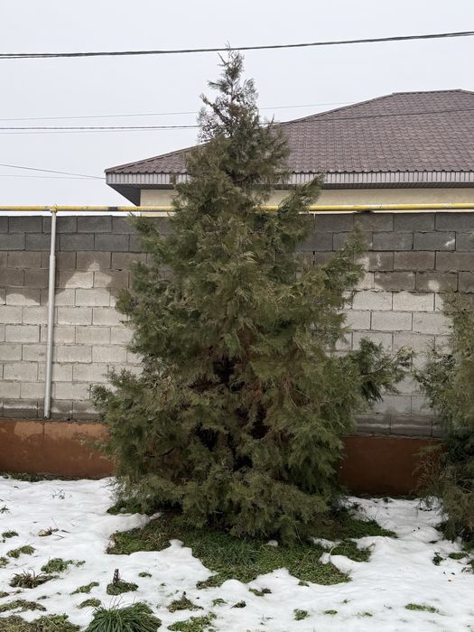 Продам красивые туи