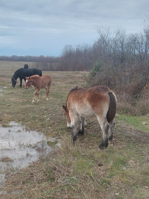 Se vand, manza sarga si murga .