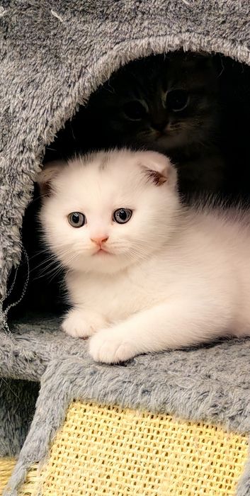 Шотландско клепоухо момченце