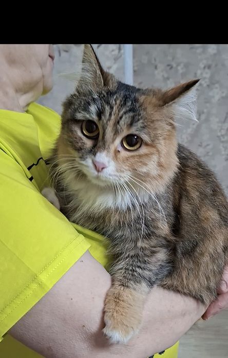 Молодая кошечка Марфуша в добрые руки!