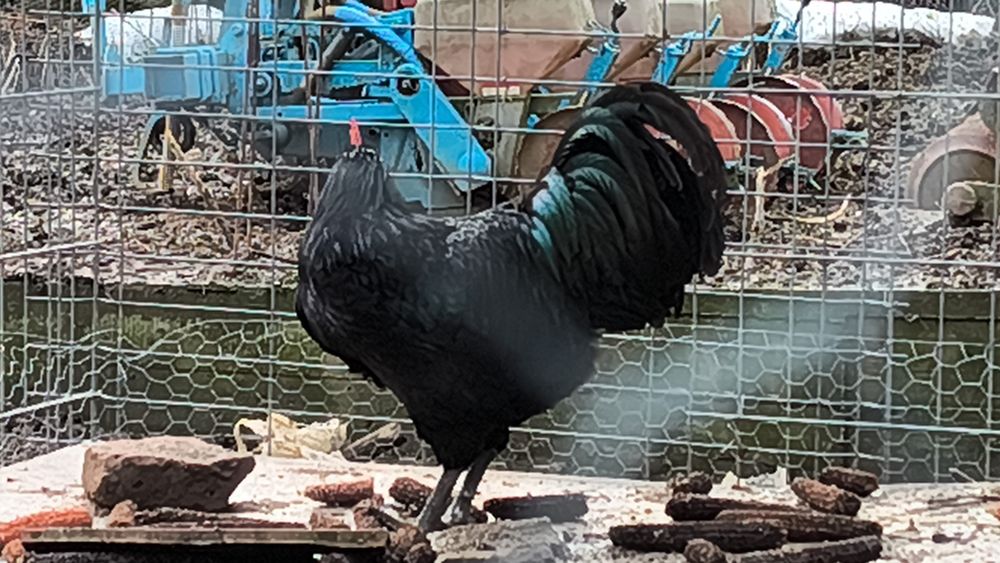 Pui de găină diferite rase