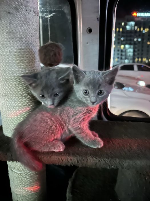 Mushuk bolasi sotiladi