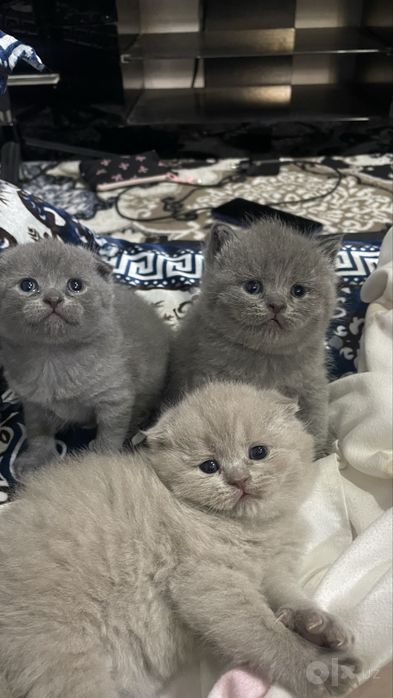 сотилади мушукчалар