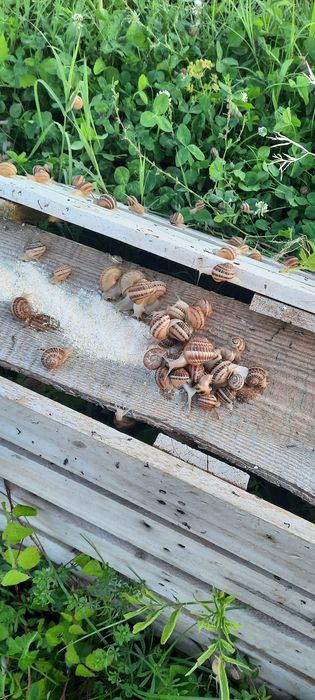 Муцин от охлюви Helix Aspersa Maxima