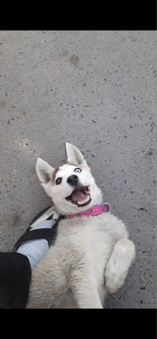 Продается собака порода Сибирское хаски