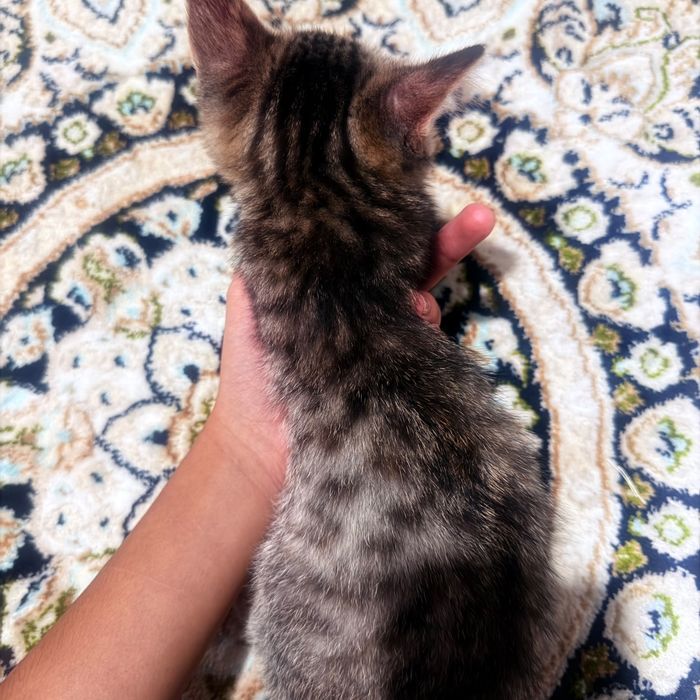 Котенок в хорошие руки
