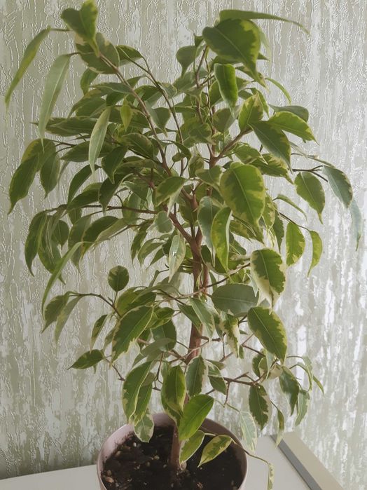 Фикус Бенджамина Кинки