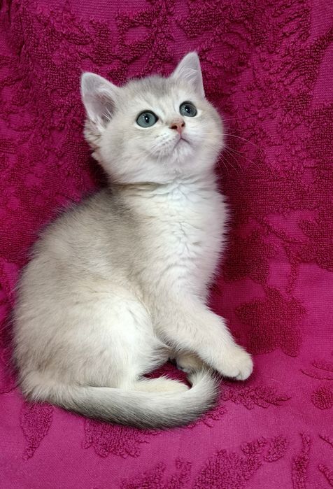 Продаются чистокровные шотландские девочки