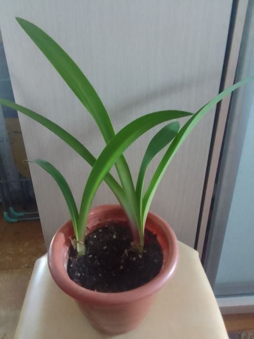 Продам комнатные цветы