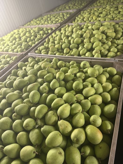 Pere lucas calibrul 65/95