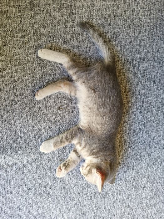 Котята отдам срочно!