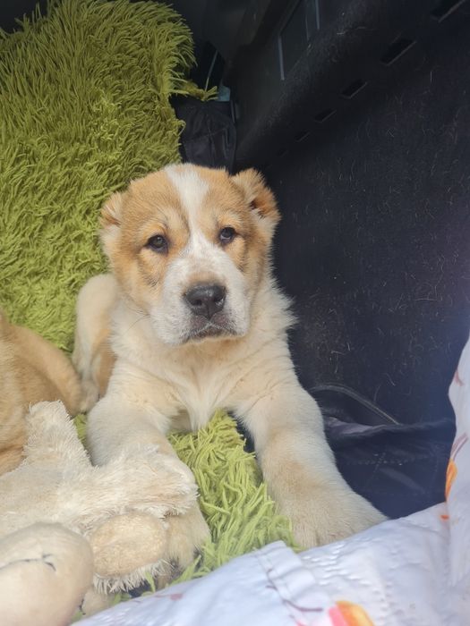 Щенки САО (Алабай)