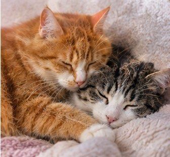 Котики в добрые руки даром