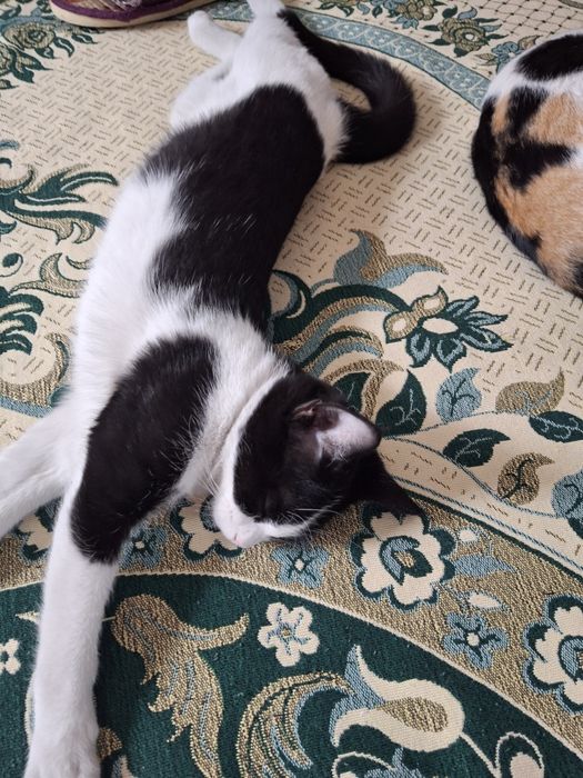 Ласковые девочки ищут дом