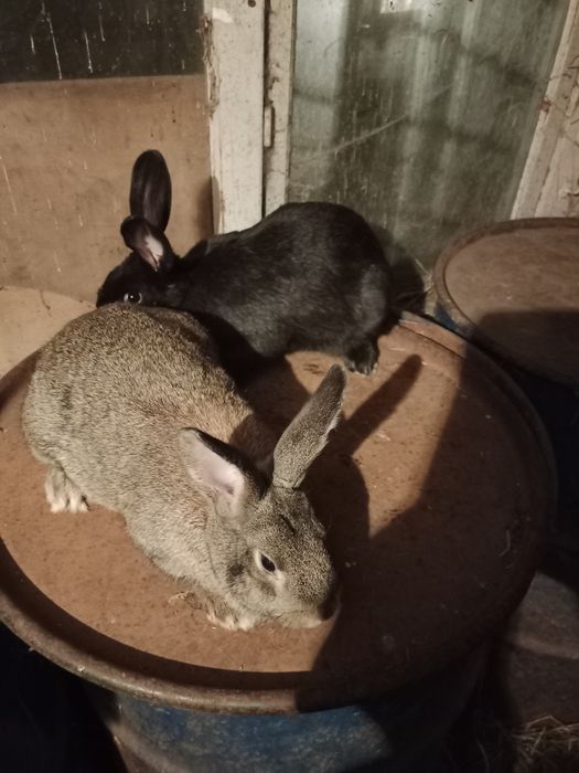 Продам кроликов помесных