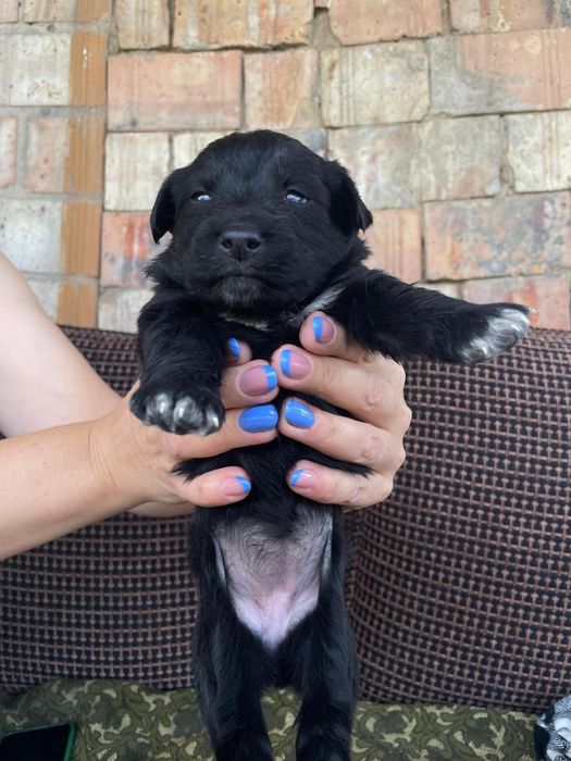 Отдам щенков в хорошие руки