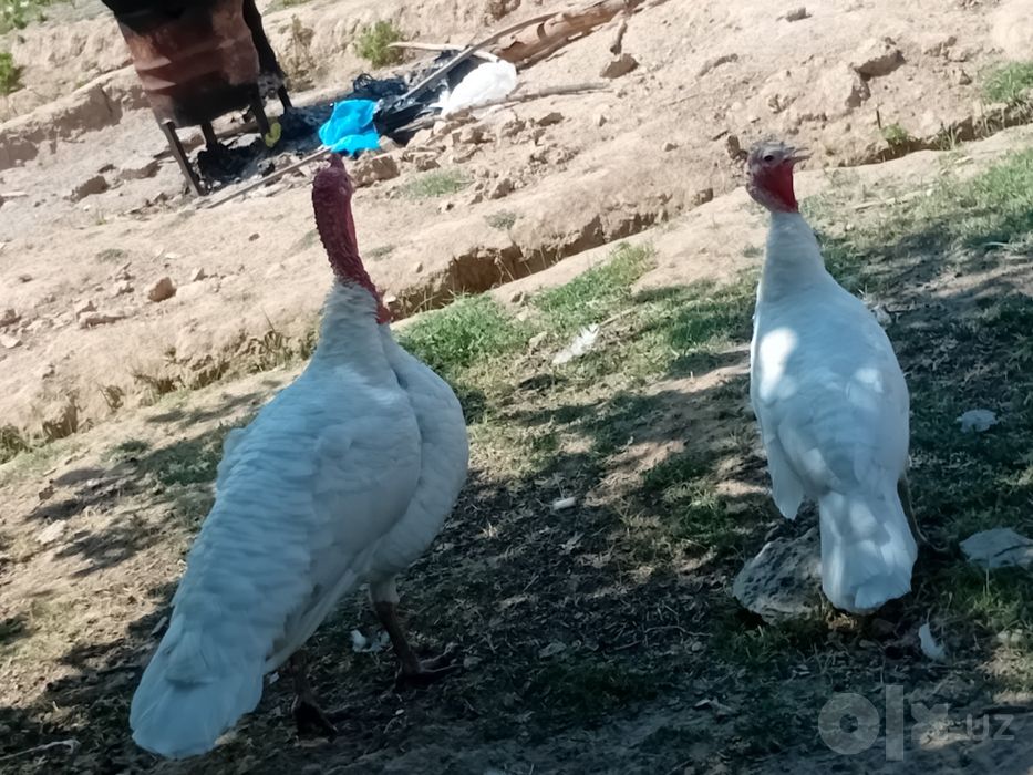 Oq kurka 1ta erkak 1ta urgʻochi