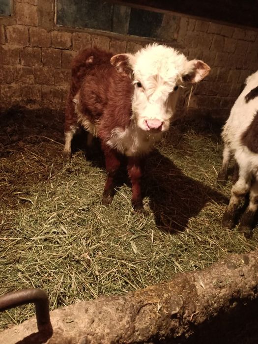 2еркек 1 ургачи сатылады!