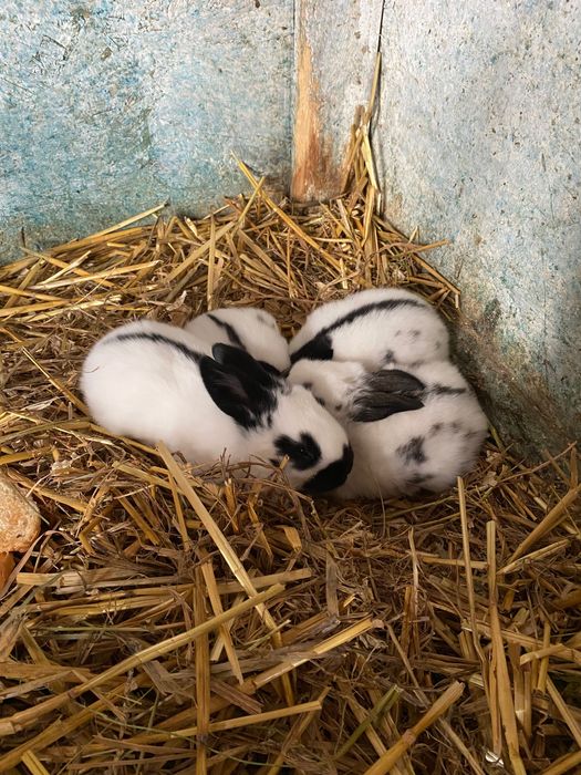 Iepurii de rasă de vânzare