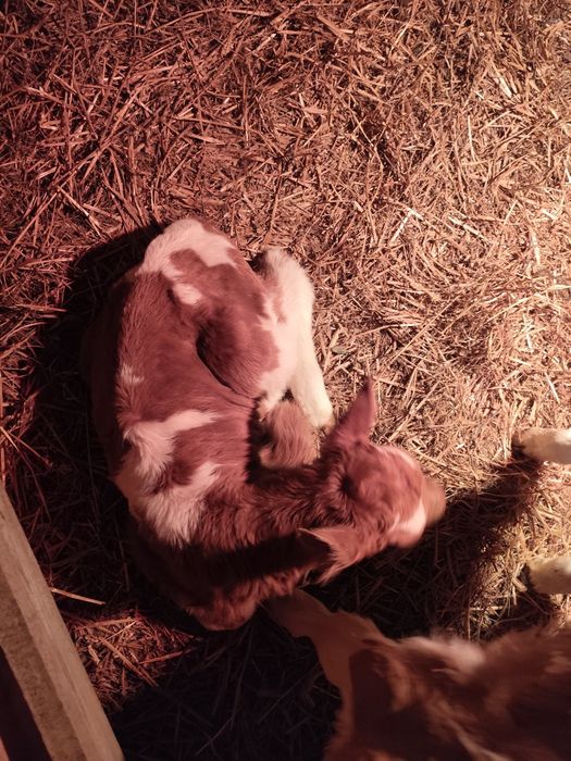 Vitei 2-3 săptămâni