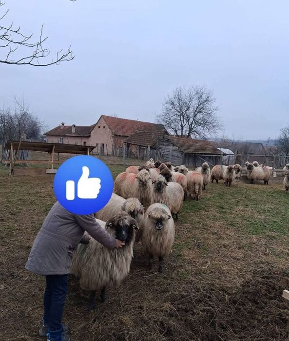 Oi bucalai de vanzare