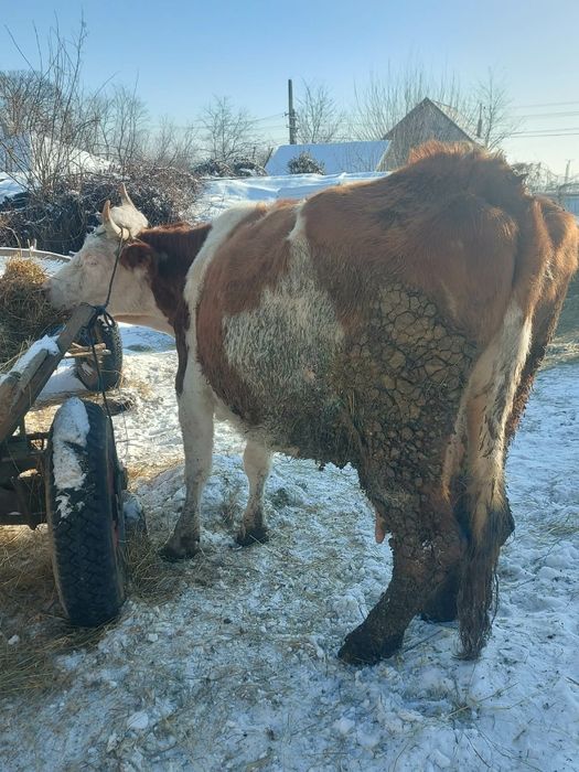 Vând vacă bălțată