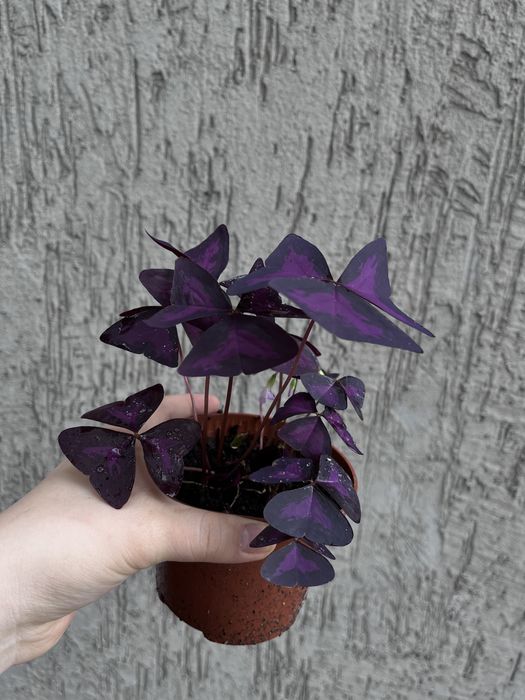 Продается Кислица