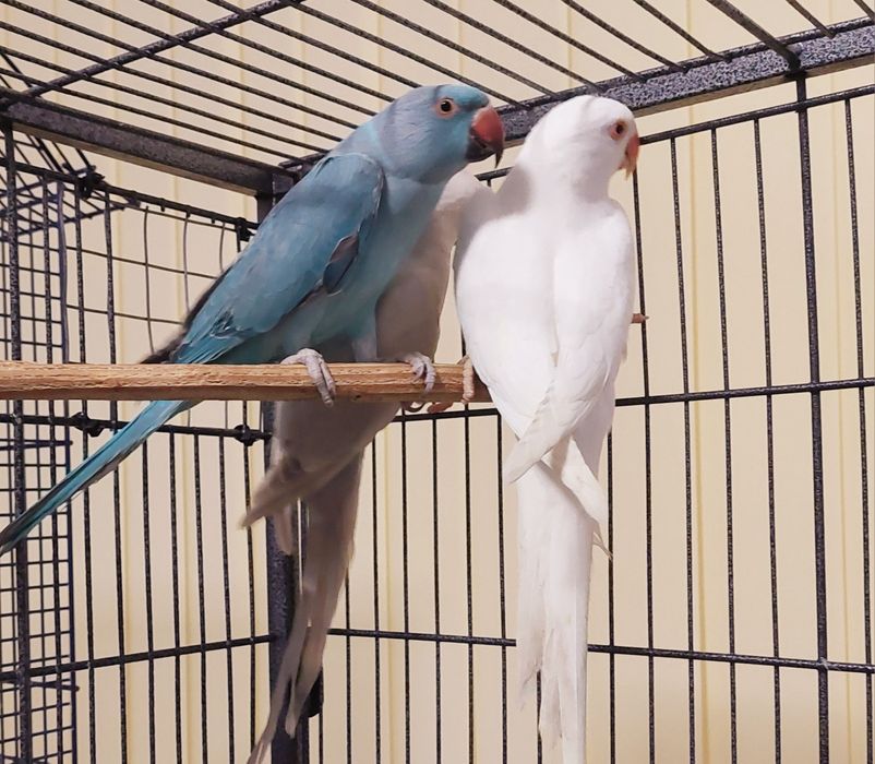 Vand papagali micul alexandru