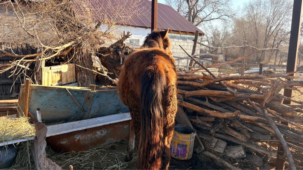 1 жасар ұрғашы Тай