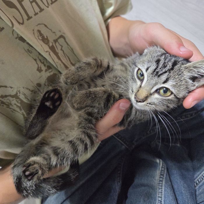 Киса в добрые руки
