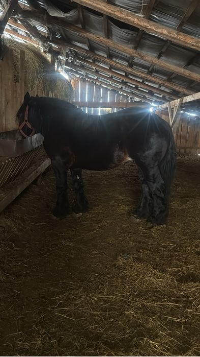 Vând armasar ardenez de 3 ani