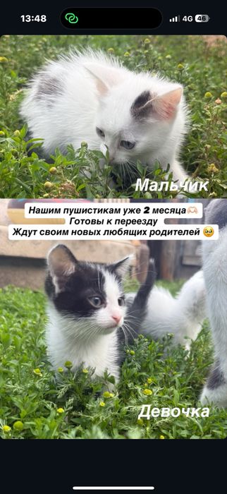 Ищем родителей для малышей