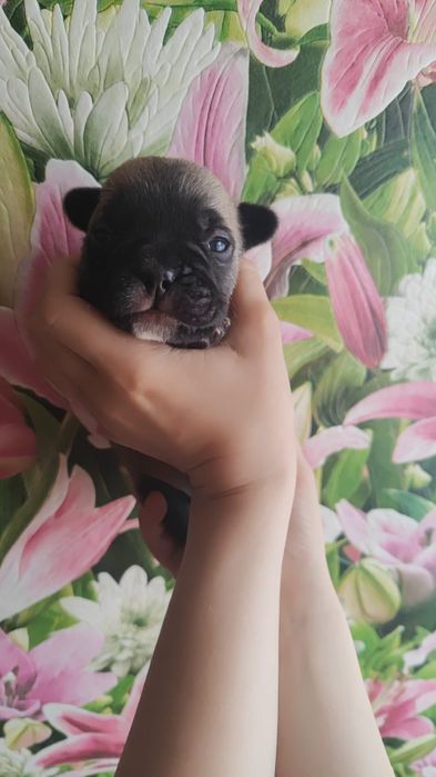 Щенки французики