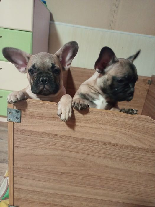 Французские булочки