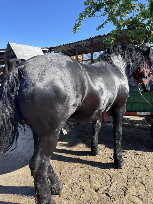 Manz negru de vanzare
