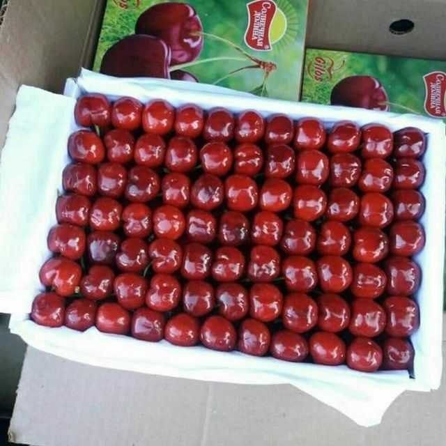 Олма гило шофтоли нок анор анжир урик бодом ёнгок барча мевали дарахт