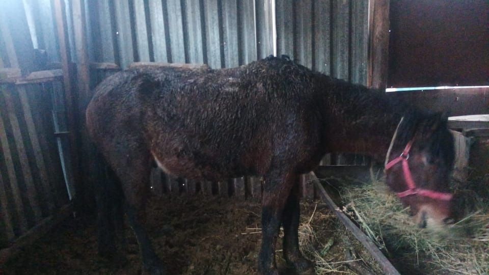 Продам коня 4 года верховой