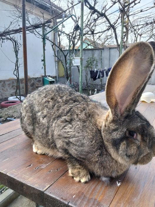 Uriaș german femela