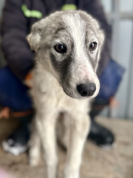 Отдам щенка, девочку