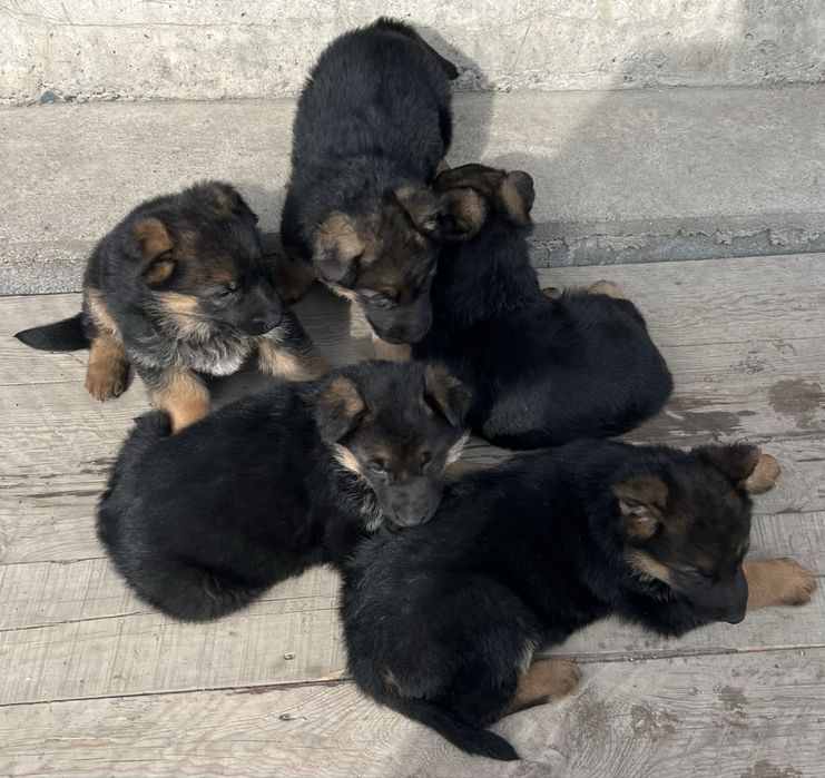 Немецкая овчарка